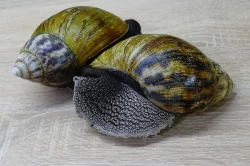 Prodán šneka Achatina achatina Ghana