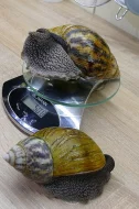 Prodán šneka Achatina achatina Ghana
