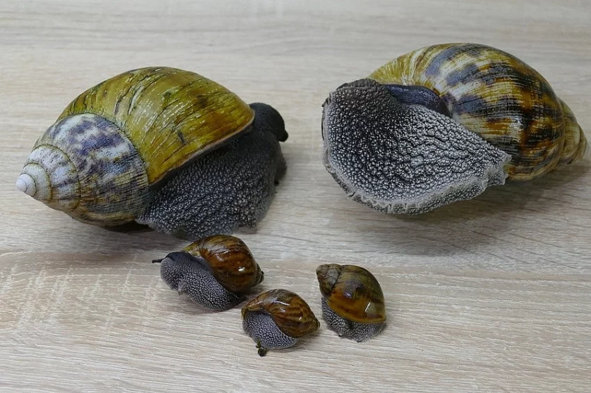 Prodán šneka Achatina achatina Ghana