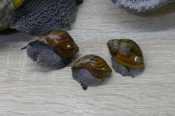 Prodán šneka Achatina achatina Ghana