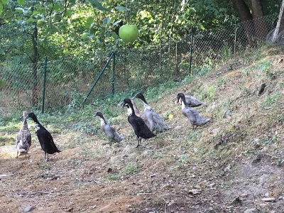 Mláďata indických běžců