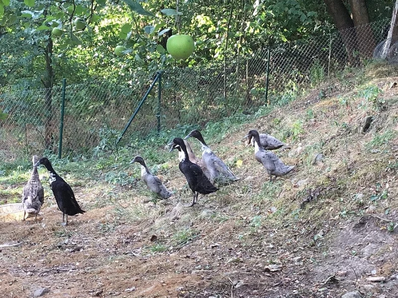 Mláďata indických běžců