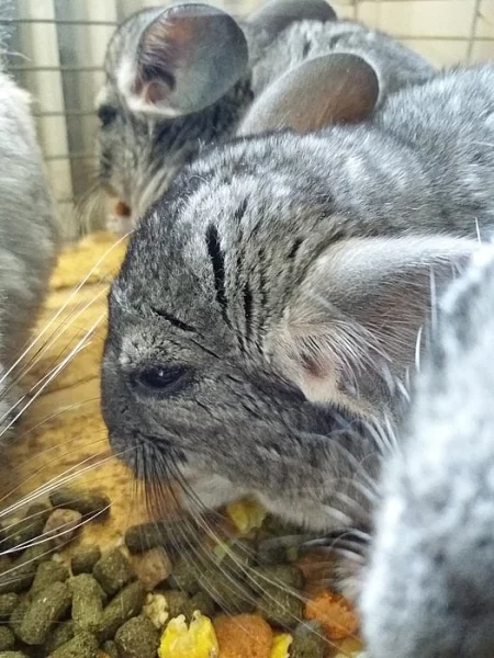 Prodám dvě malé šedé činčilky. Kluka a holku.