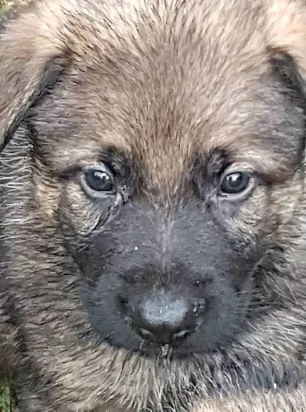 Podám štěnata NO