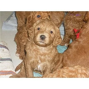 Roztomilé, přátelské mini labradoodle štěňátka