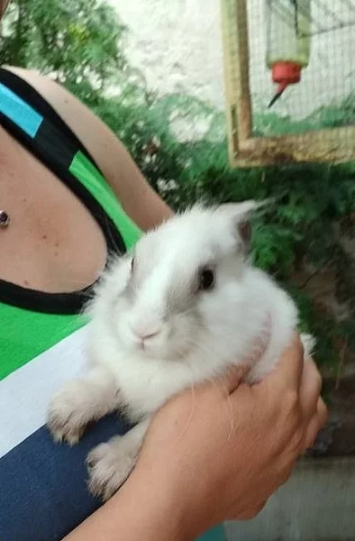 Prodám zakrslý králíčky Teddy