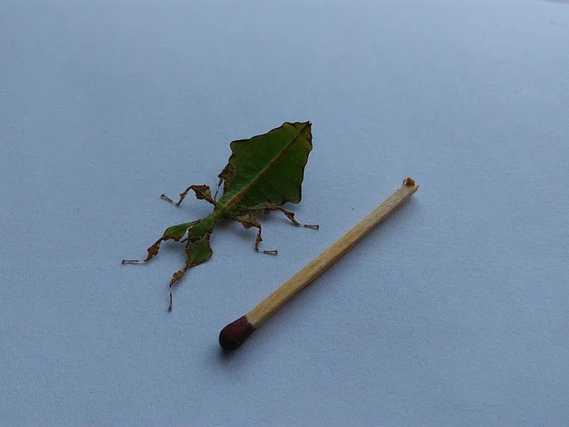 phyllium giganteum
