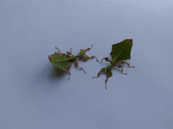 phyllium giganteum