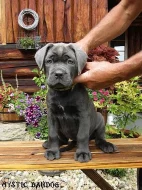 Americký Bandog