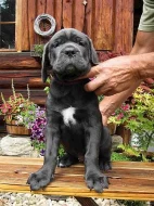 Americký Bandog