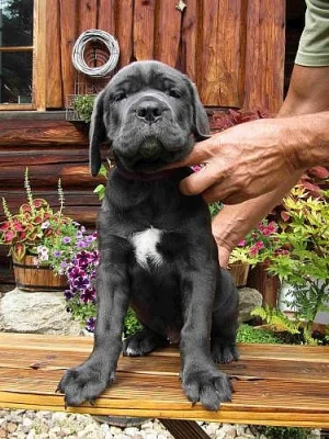 Americký Bandog