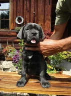 Americký Bandog