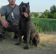 Americký Bandog