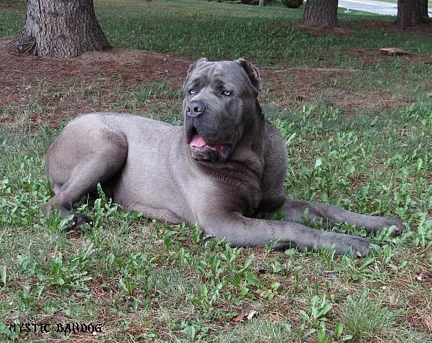 Americký Bandog