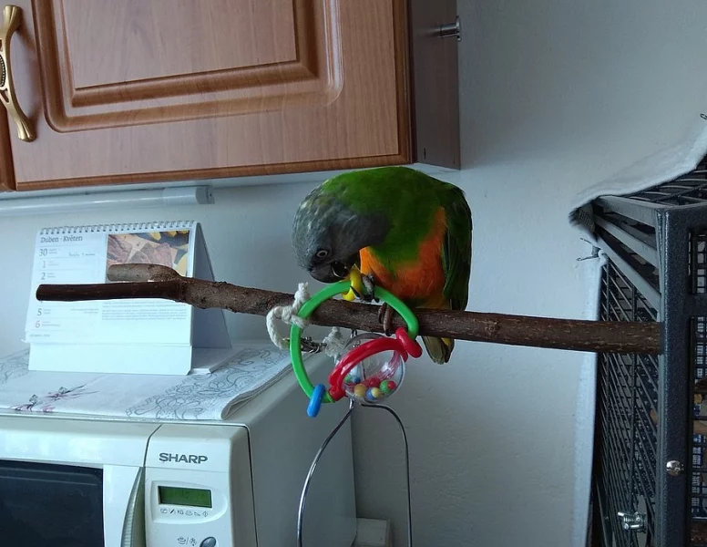 Papoušek Senegalský s klecí