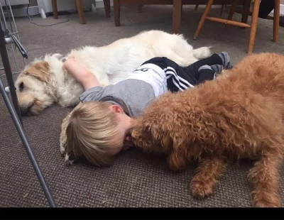 Sedm miniaturních štěňat labradoodle čeká na své navždy domo