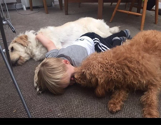 Sedm miniaturních štěňat labradoodle čeká na své navždy domo