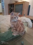 Britské červené mramorované kotě s PP
