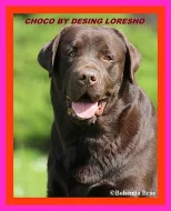 Čokoládový labrador
