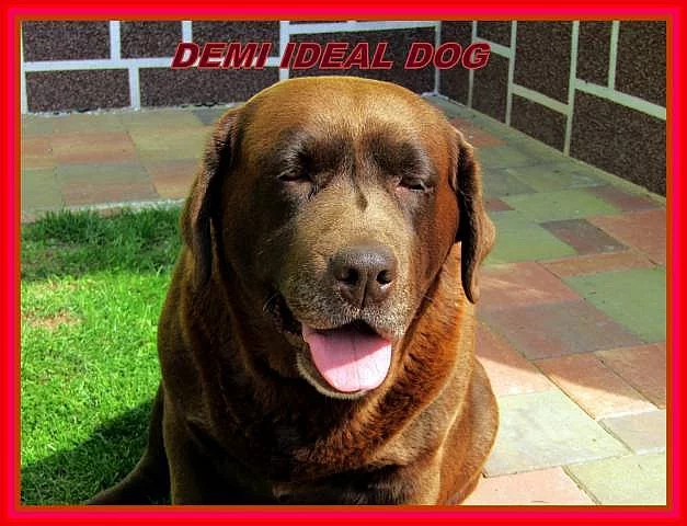 Čokoládový labrador