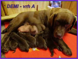 Čokoládový labrador