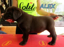 Čokoládový labrador