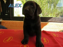 Čokoládový labrador