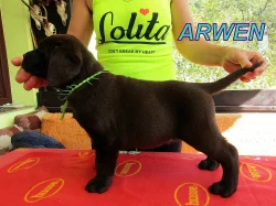 Čokoládový labrador