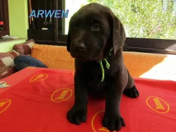 Čokoládový labrador
