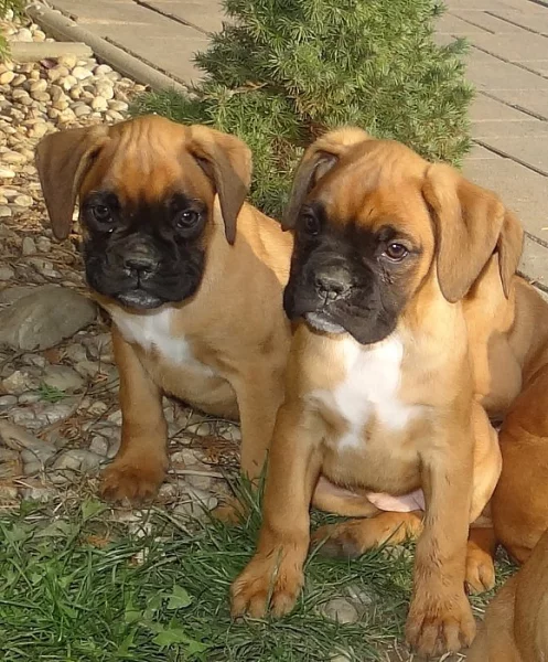 Nemecký boxer, šteniatka, krátky chvost