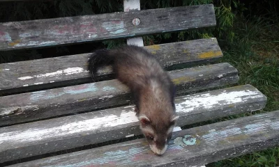 V sobotu, 18.8., možný dovoz do Prahy