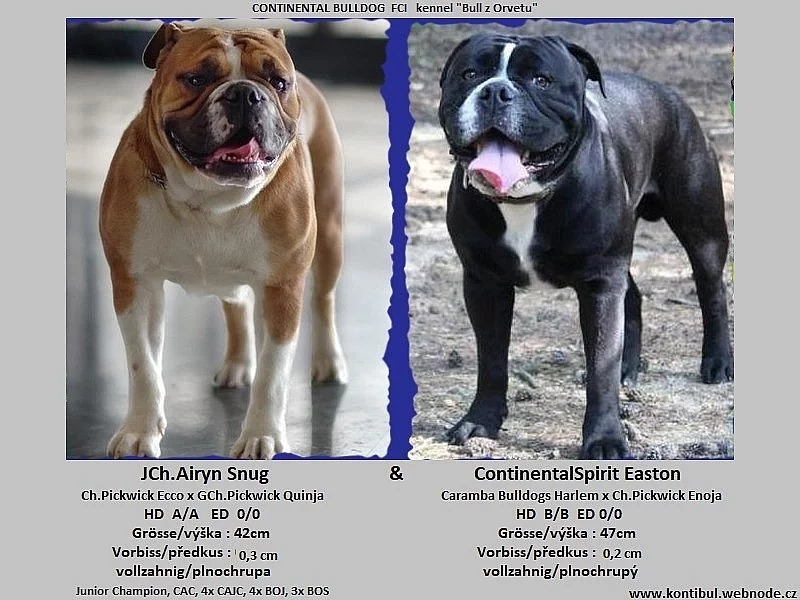 Kontinentální buldok-Continental bulldog s PP FCI !