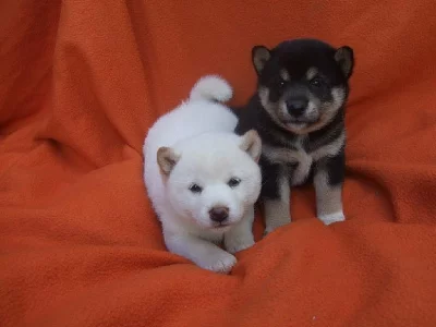 SHIBA INU PRAHA