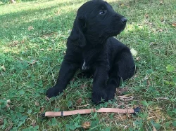 Flat Coated Retriever s PP