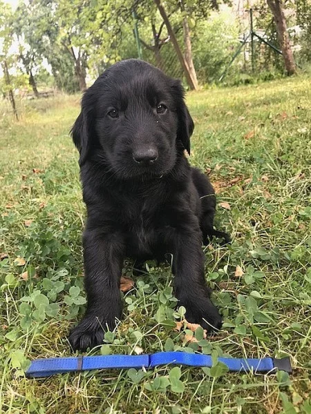 Flat Coated Retriever s PP