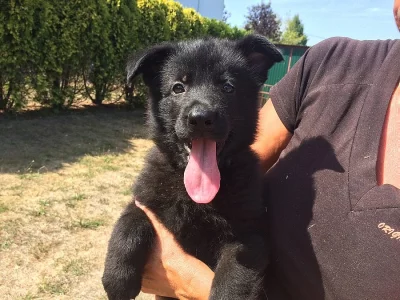 Německý ovčák štěńata vlkošedá a úplně celočerná