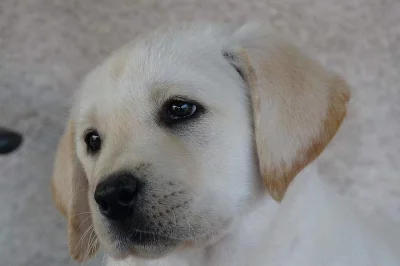 Labrador retriever
