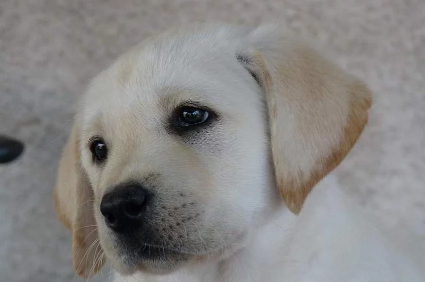Labrador retriever