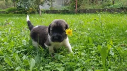 Zadám štěnátka - Český horský pes s PP (průkazem původu)