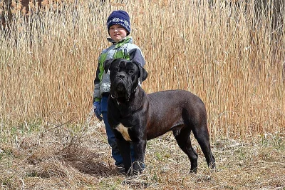 Cane corso