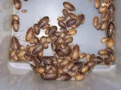 Kvalitní krmné šváby