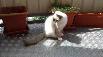 Ragdoll koťátka s PP....