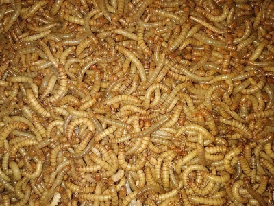 Mouční červi