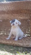 American bully