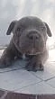 American bully