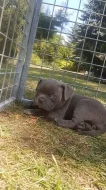 American bully