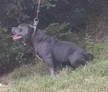 American bully