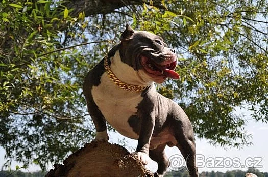 American bully
