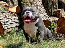 American bully