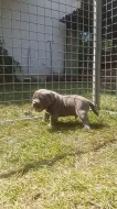 American bully